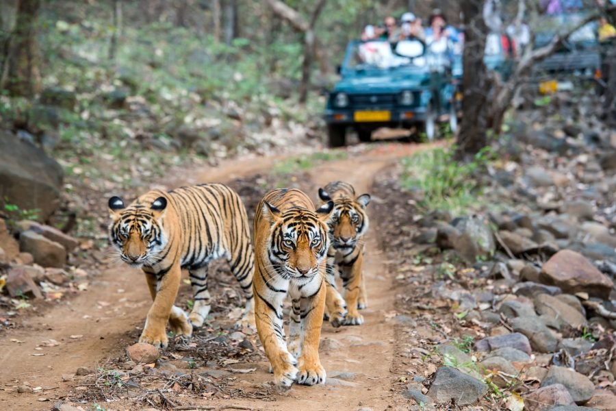 7 Nights – Golden Triangle Tour with Ranthambore