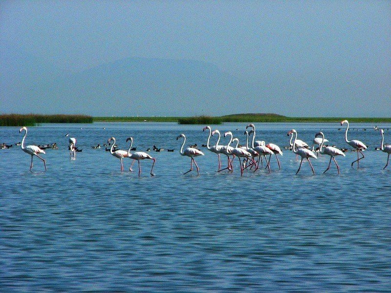 Day 2: Puri – Excursion to Satapada -Chilika Lake Tour